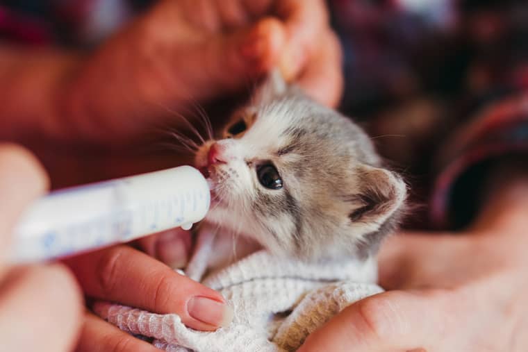 savoir prendre soin d'un chaton