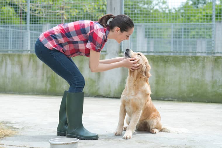 travailler dans un refuge animal