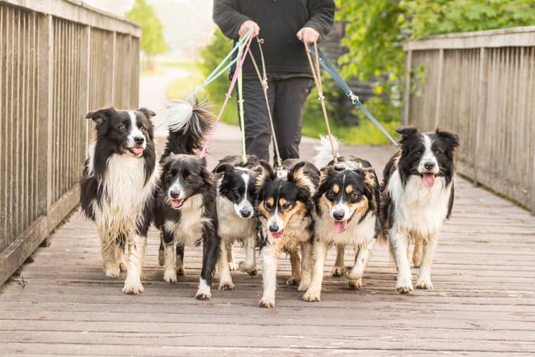 promeneur de chien