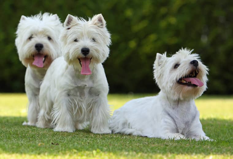 mtier avec les chiens