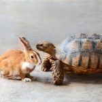 Pourquoi obtenir l'ACACED 2026 m�me si ce n'est pas obligatoire ?