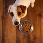 FAQ ACACED : pas de panique, vous saurez tout