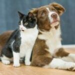 FAQ formation ACACED : tout ce qu'il faut savoir avant de se lancer