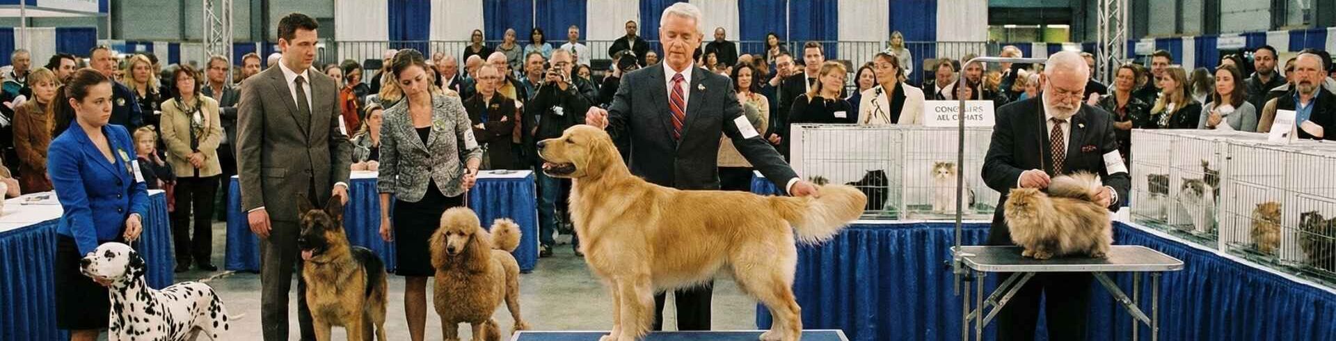 concours animaux de compagnie