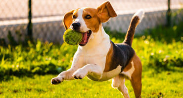 acaced chien
