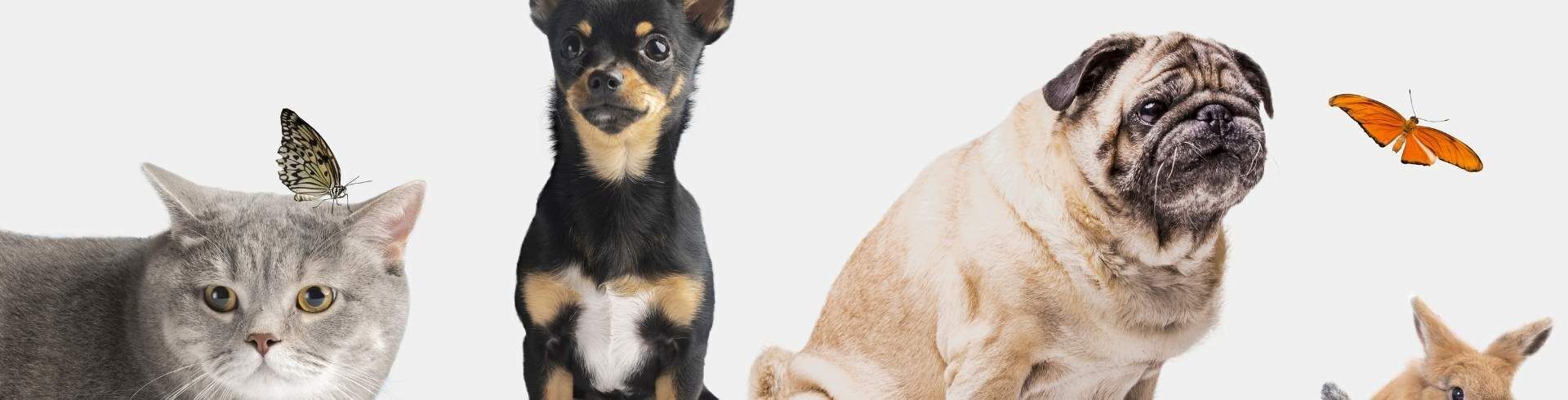 Quiz ACACED n°2 : évaluez vos connaissances sur le bien-être animal