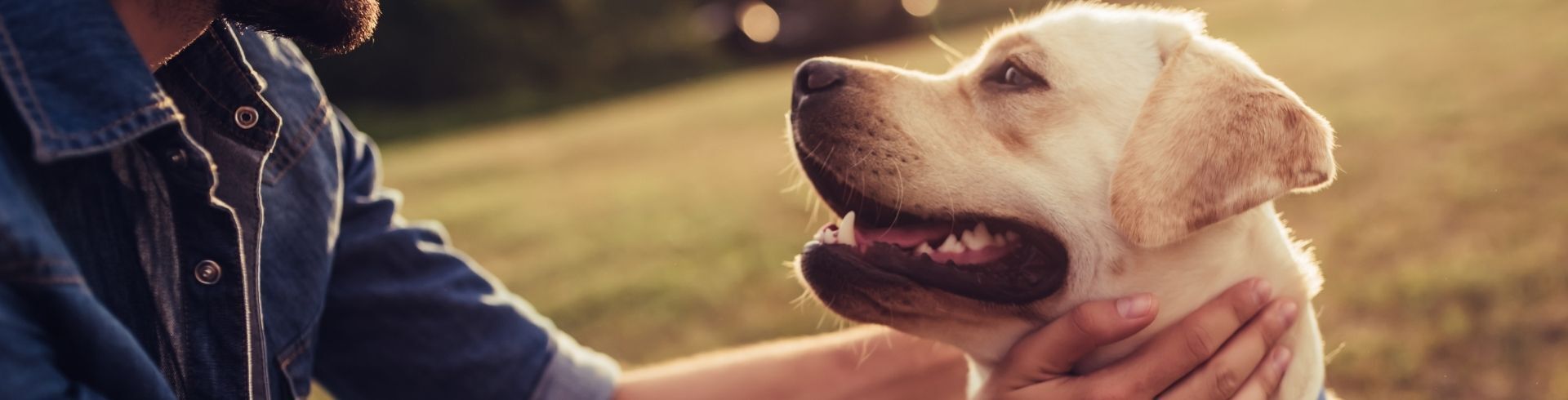 Quiz ACACED spécial chien : testez vos connaissances gratuitement