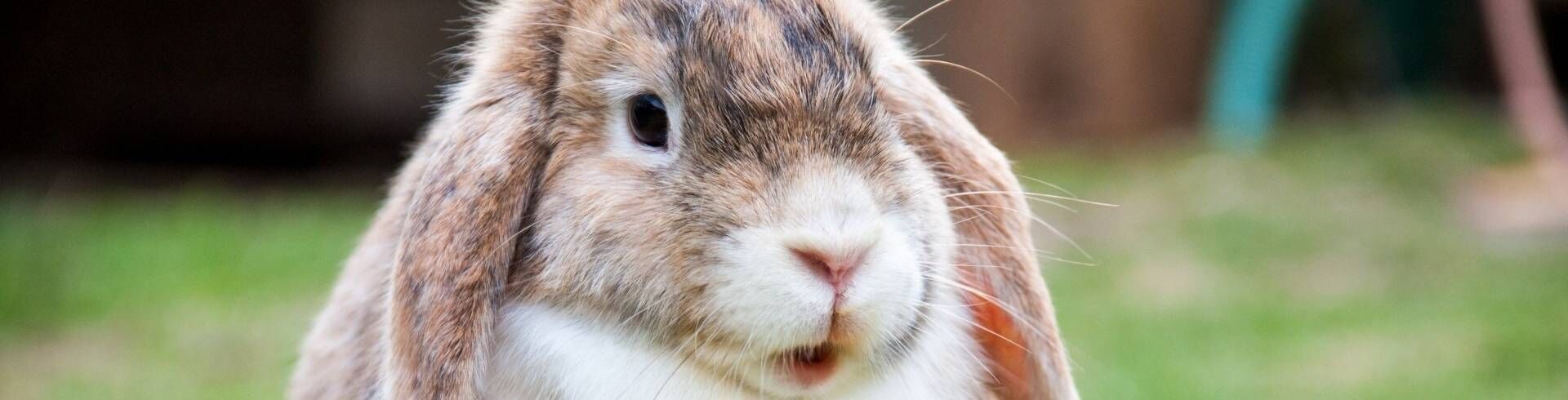 Quiz ACACED NAC : testez vos connaissances sur les nouveaux animaux