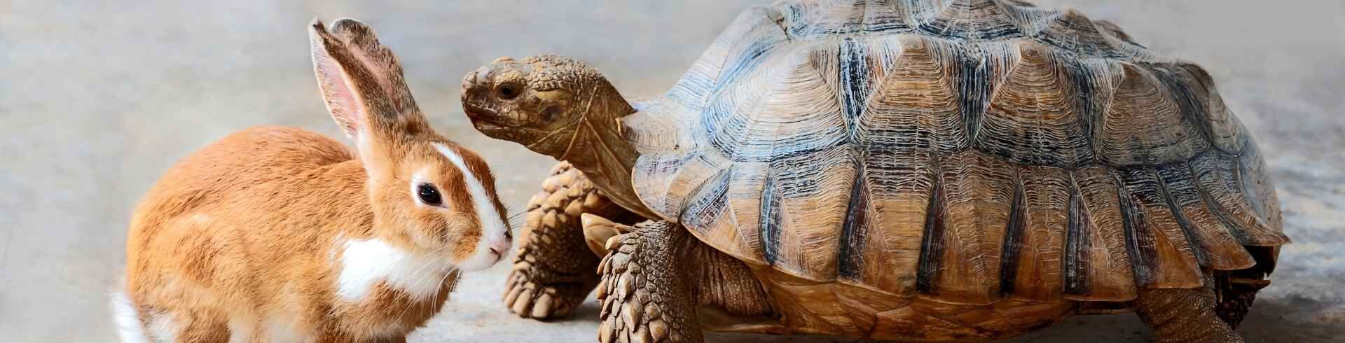 Programme formation ACACED : ma&icirc;trisez les 8 th&eacute;matiques obligatoires