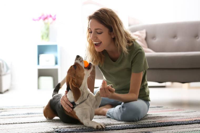 garde  domicile animaux