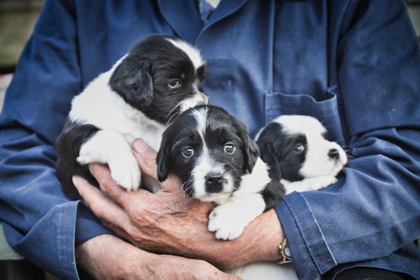 devenir eleveur canin