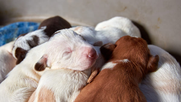 metier eleveur canin