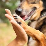 formations mtiers animaliers