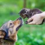 chien et chat