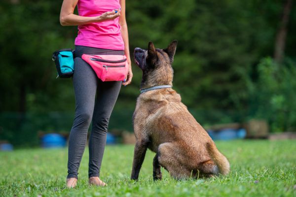 acaced éducateur canin