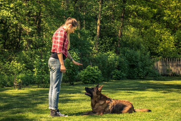 formation éducateur canin