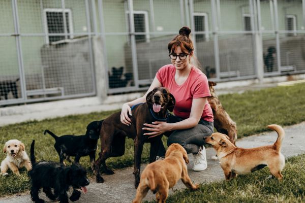 travailler en refuge animalier