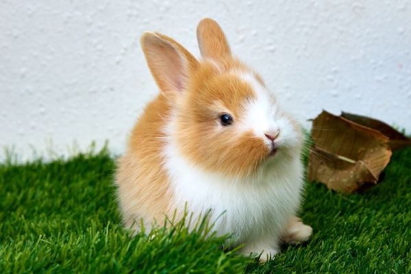 nac lapin