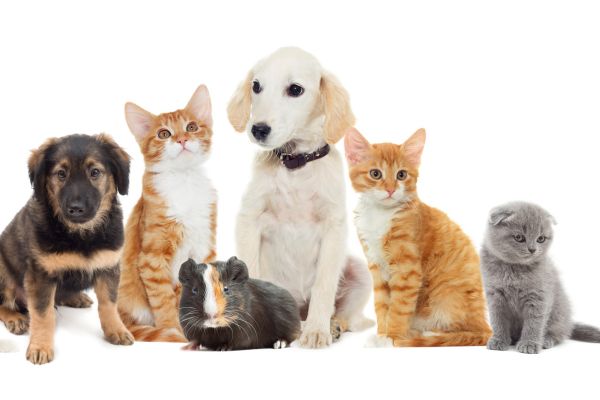 chien chat nac