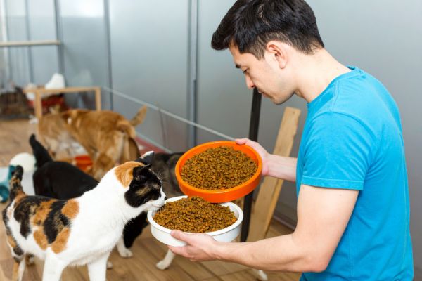 agent animalier en refuge