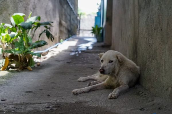 statut juridique animaux