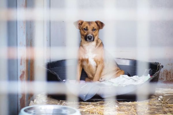 maltraitance des animaux
