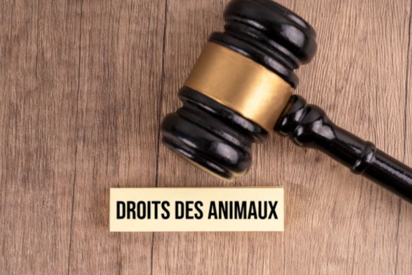 statut animaux loi