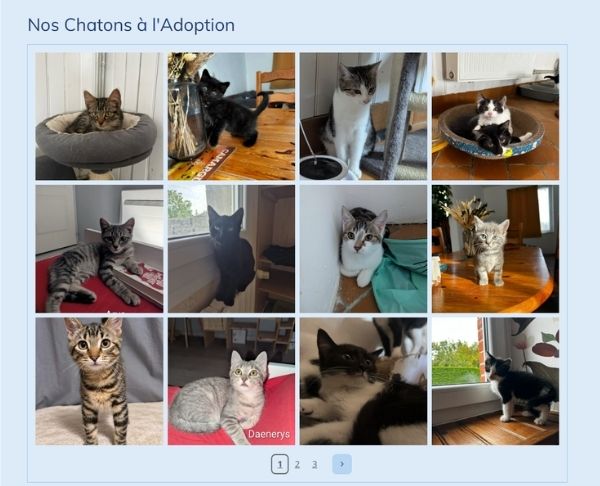 Chatons à adopter association Sous l'aile de Cassie