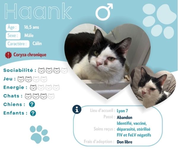 Fiche d'adoption de chat