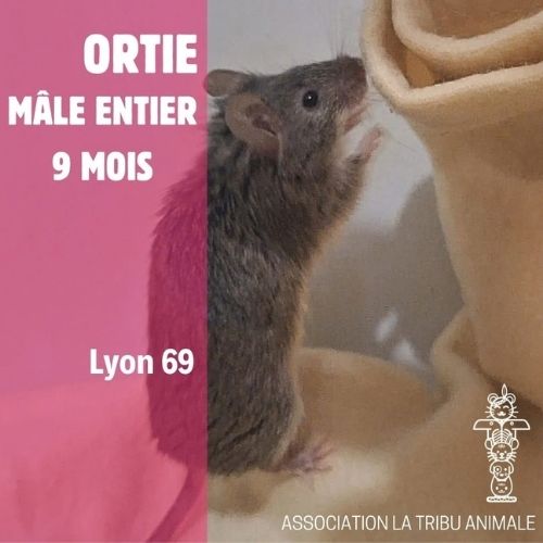adoption de souris